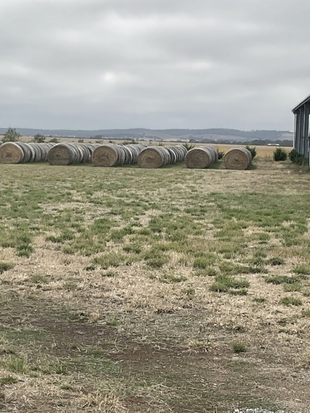 170 x Phalaris and Clover Hay 5x4 Round Bales