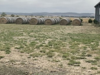 170 x Phalaris and Clover Hay 5x4 Round Bales