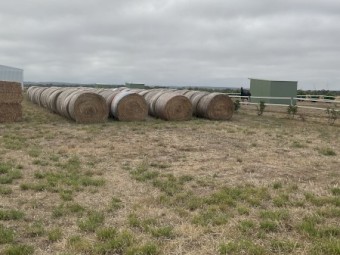 400 x Annual Rye and Clover Hay 5x4 Round Bales