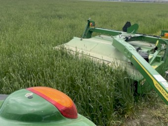 170 x Phalaris and Clover Hay 5x4 Round Bales