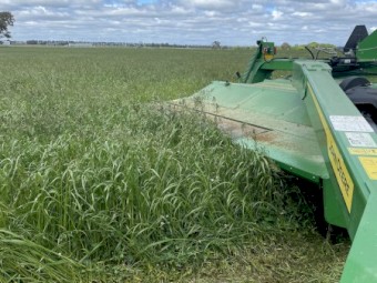 400 x Annual Rye and Clover Hay 5x4 Round Bales