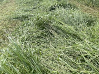 400 x Annual Rye and Clover Hay 5x4 Round Bales