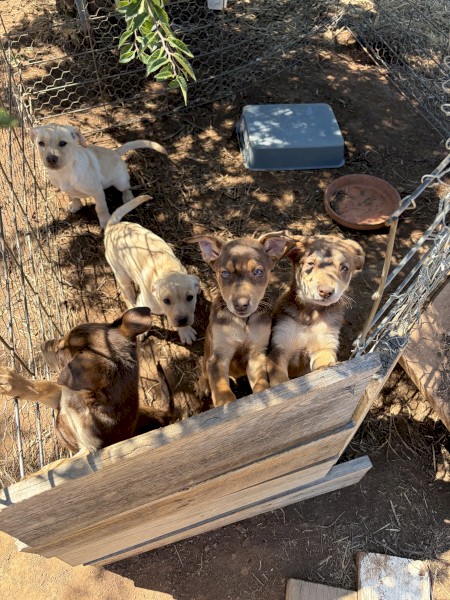 3 x Kelpie Pups