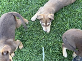 3 x Kelpie Pups