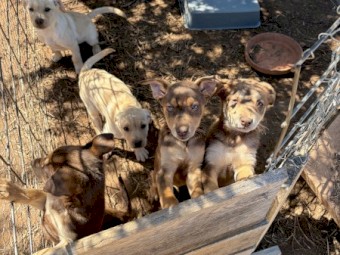 3 x Kelpie Pups