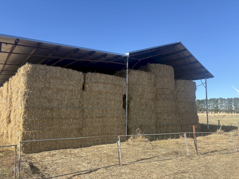 Barley / Rye / Clover 