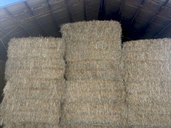 Barley / Rye / Clover 