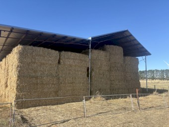 Barley / Rye / Clover 