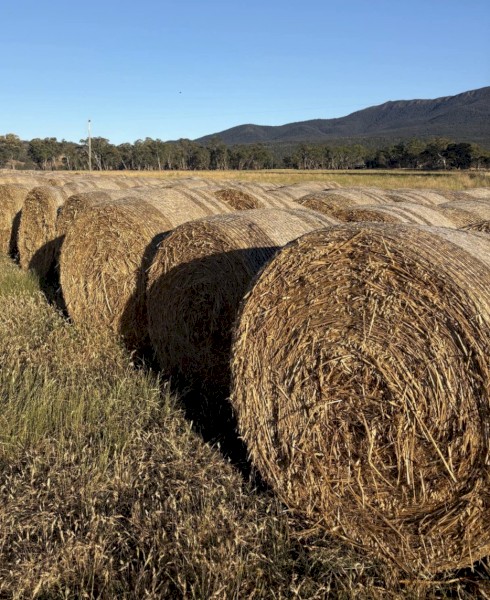 Oaten Hay 