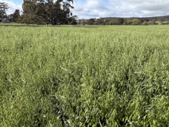 Oaten Hay 
