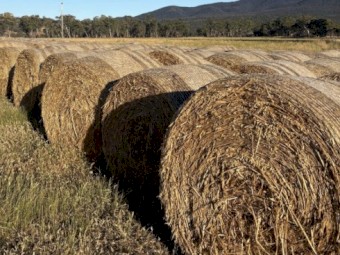Oaten Hay 