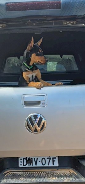 Black & Tan Pure Bred Kelpie Pups x 4