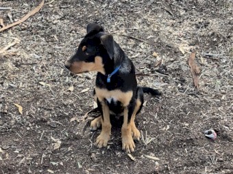 Black & Tan Pure Bred Kelpie Pups x 4