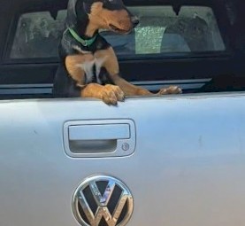 Black & Tan Pure Bred Kelpie Pups x 4