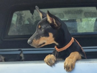 Black & Tan Pure Bred Kelpie Pups x 4