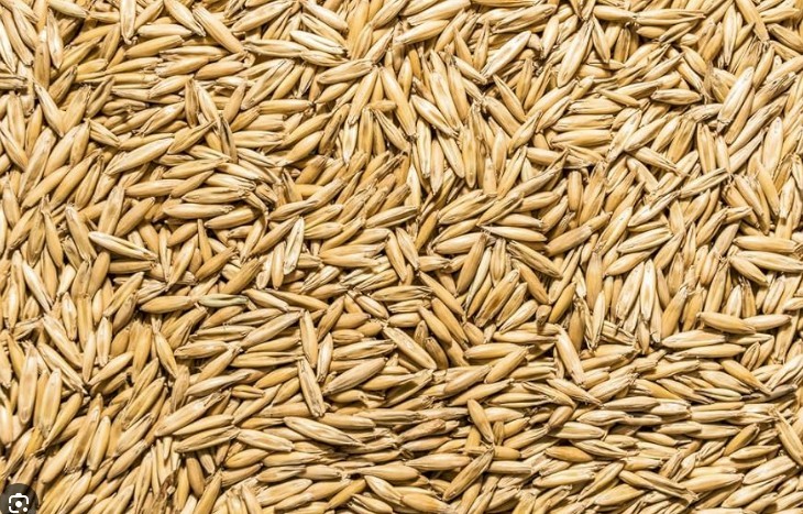 300mt Feed Oats