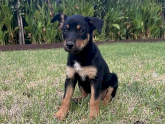 3x Kelpie Pups