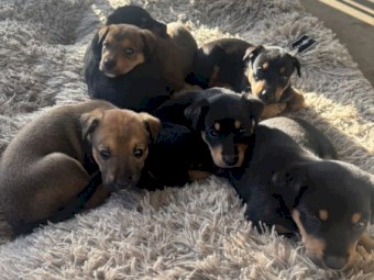 6 x Kelpie Pups