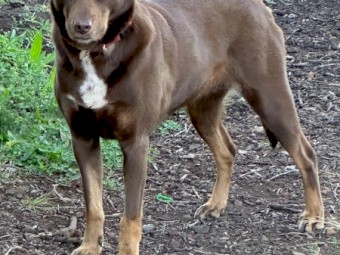 Red & Tan Kelpie. Last pup left