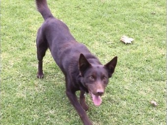 Red & Tan Kelpie. Last pup left