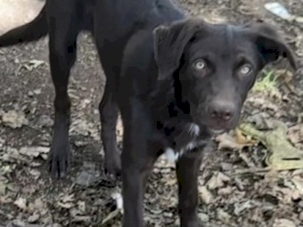 Red, Red & Tan and Chocolate & Tan Australian Kelpie Pups