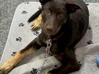 Red, Red & Tan and Chocolate & Tan Australian Kelpie Pups