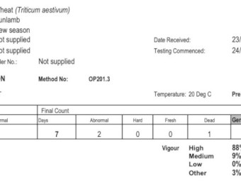 Sunlamb dual purpose seed wheat 