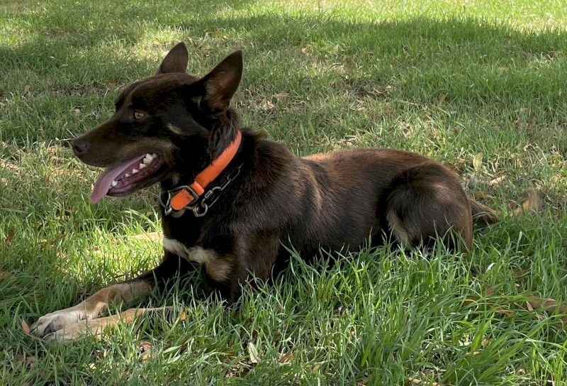 Well Started Red and Tan Kelpie Working Dog