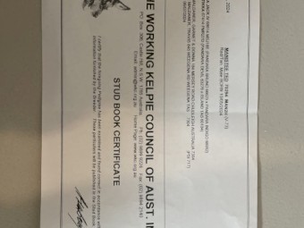 Well Started Red and Tan Kelpie Working Dog