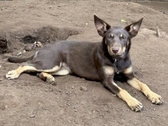 Red, Red & Tan and Chocolate & Tan Australian Kelpie Pups