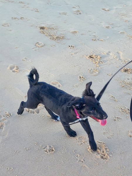 Kelpie/Border Collie Cross