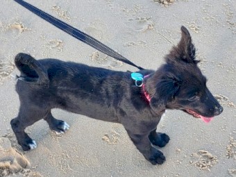 Kelpie/Border Collie Cross