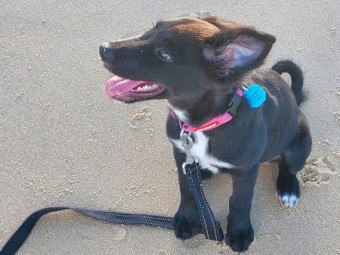 Kelpie/Border Collie Cross