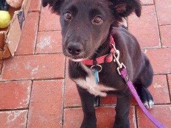 Kelpie/Border Collie Cross