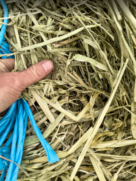 Oaten Hay