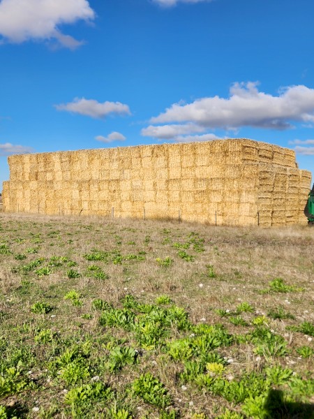 330mt Barley Straw 8x4x3 Bales