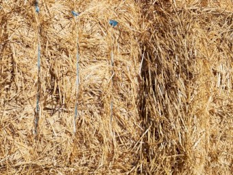 330mt Barley Straw 8x4x3 Bales