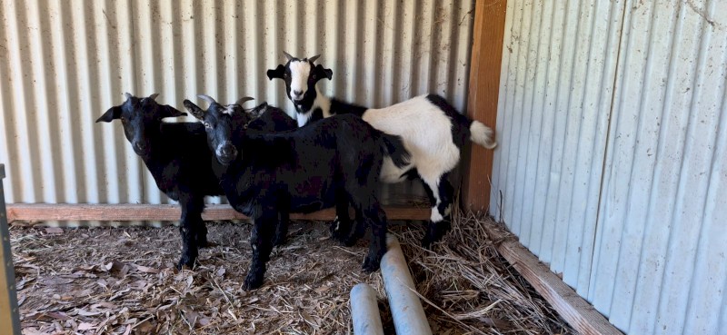 Female Boer Goat kids x 3