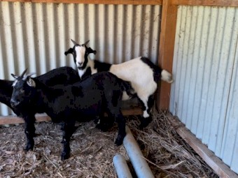 Female Boer Goat kids x 3