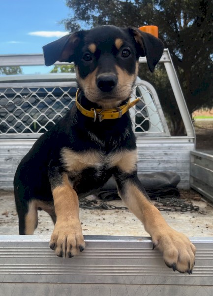 Kelpie Working pups