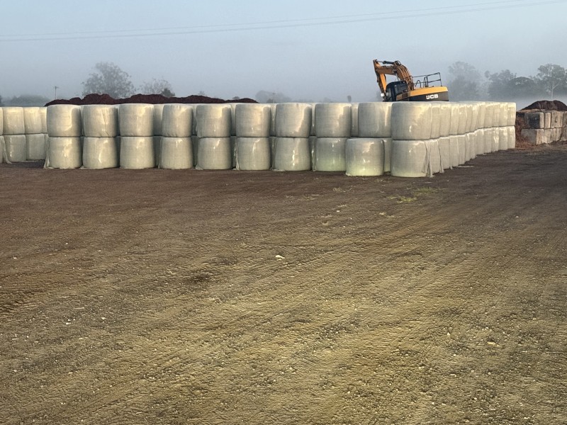 Millet silage 