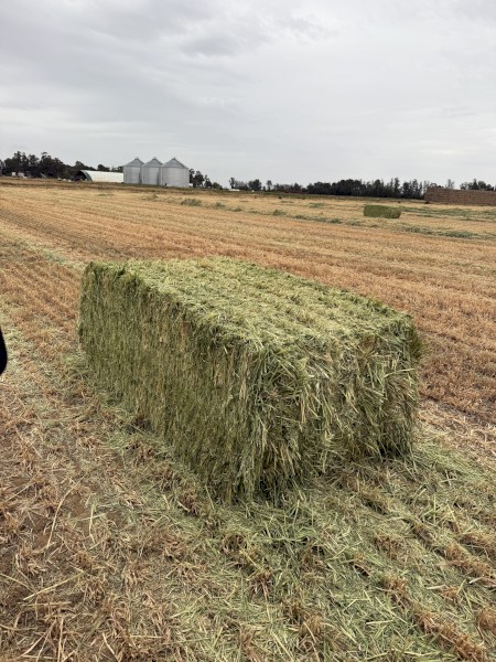 WANTED Oaten Hay 8x4x3 Bales