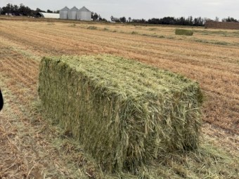 WANTED Oaten Hay 8x4x3 Bales