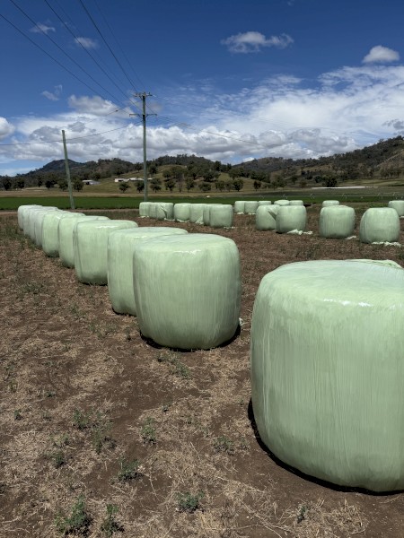 Forage Sorghum Silage 