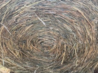 Forage Sorghum Silage 