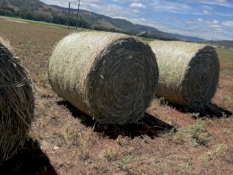 Forage Sorghum Silage 