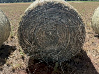 Forage Sorghum Silage 