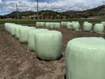 Forage Sorghum Silage 