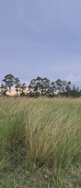 Pasture Grass silage 