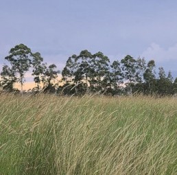 Pasture Grass silage 